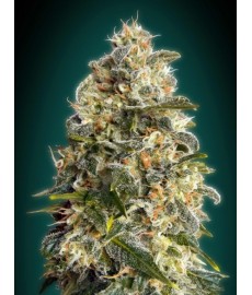 Heavy Bud
