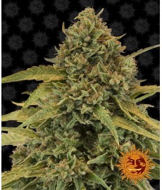 Bad Azz Kush