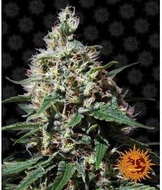 Peppermint Kush