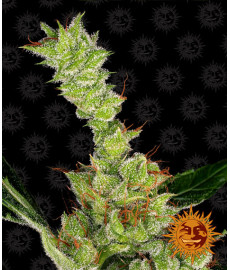 Dr Grinspoon