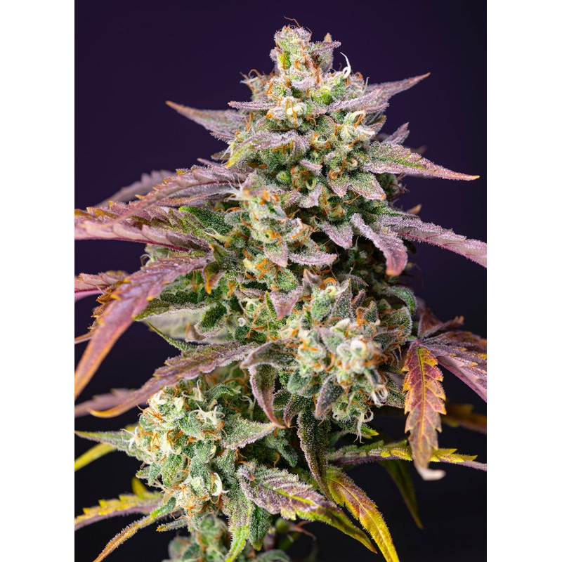 Purple Punch OG XL Auto Purple Punch OG XL Auto