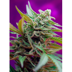 Black Jack Auto