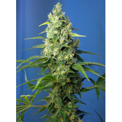 Honey Peach Auto