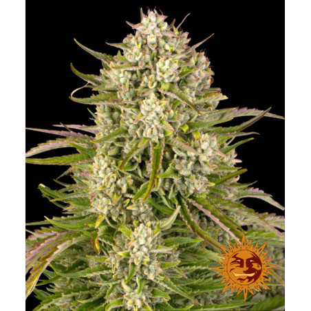 copy of Blue Cheese Auto