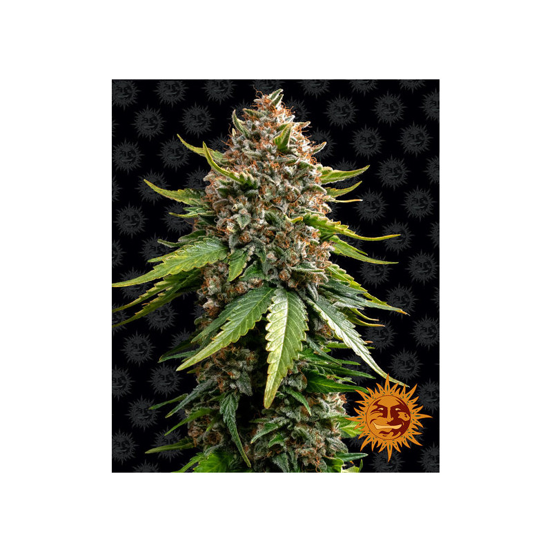 White Widow XXL Auto White Widow XXL Auto