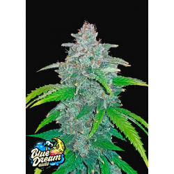 Blue Dream Auto