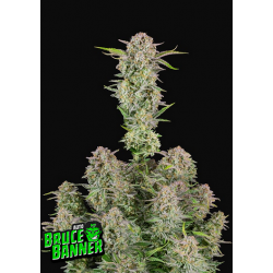 Bruce Banner Auto