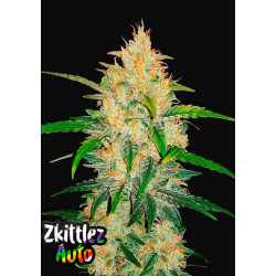 Zkittlez Auto