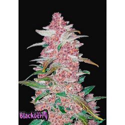 BlackBerry Auto