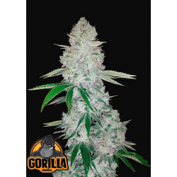 Gorilla Auto