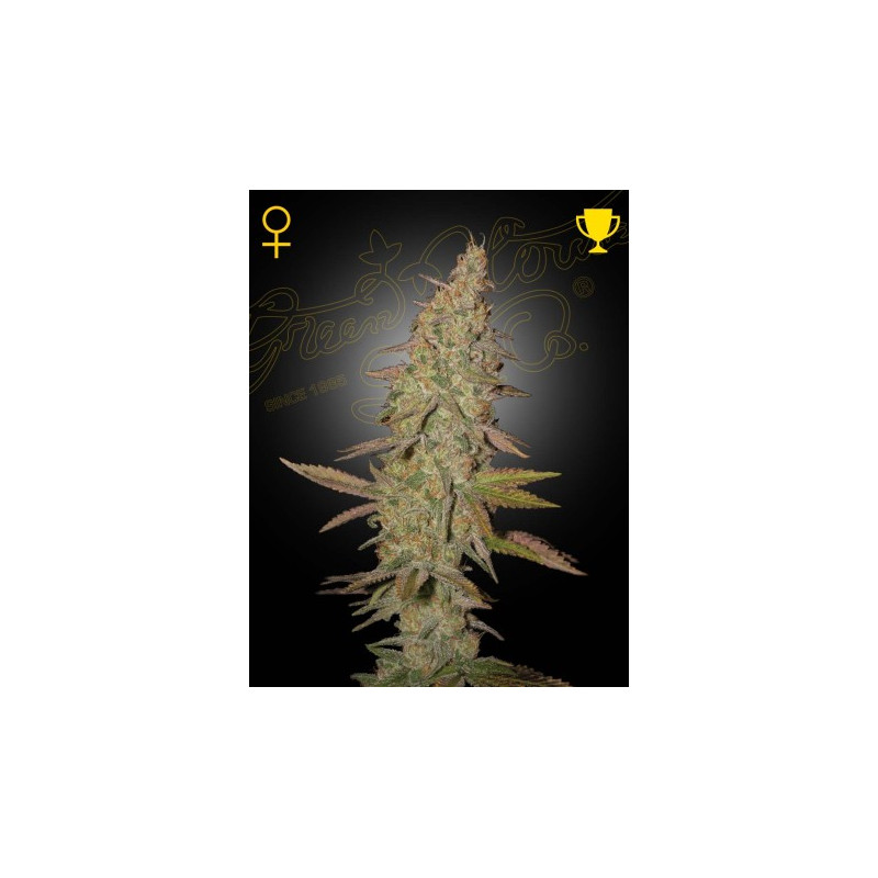 Arjan Ultra Haze n.1 Arjan Ultra Haze n.1