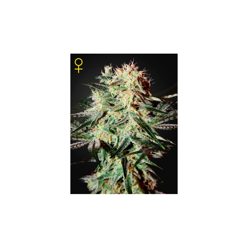 Arjan's Strawberry Haze Arjan's Strawberry Haze