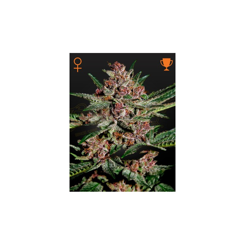 Bubba Kush Bubba Kush