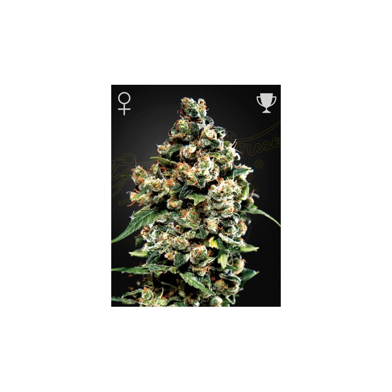 Jack Herer Jack Herer