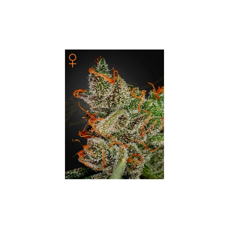 King'S Kush King'S Kush