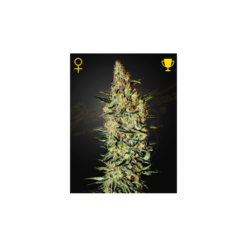 Neville`s Haze Neville`s Haze