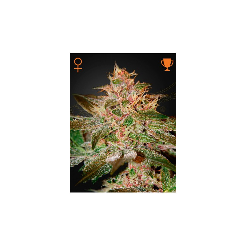 Pure Kush Pure Kush