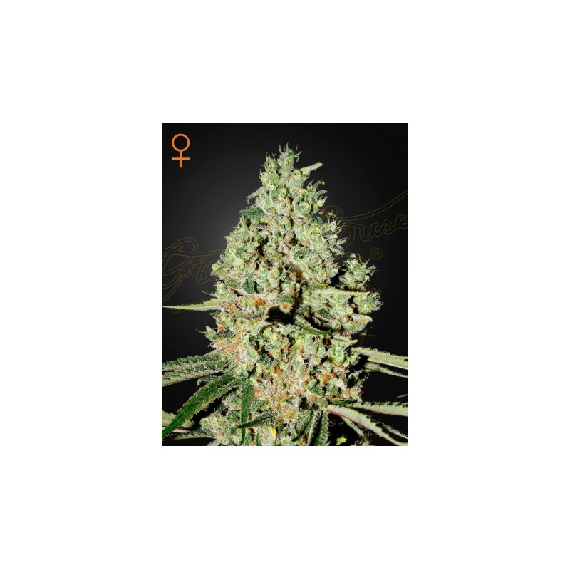 Super Critical Super Critical