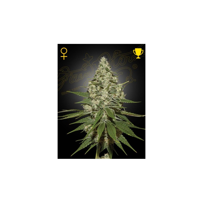 Super Lemon Haze Super Lemon Haze