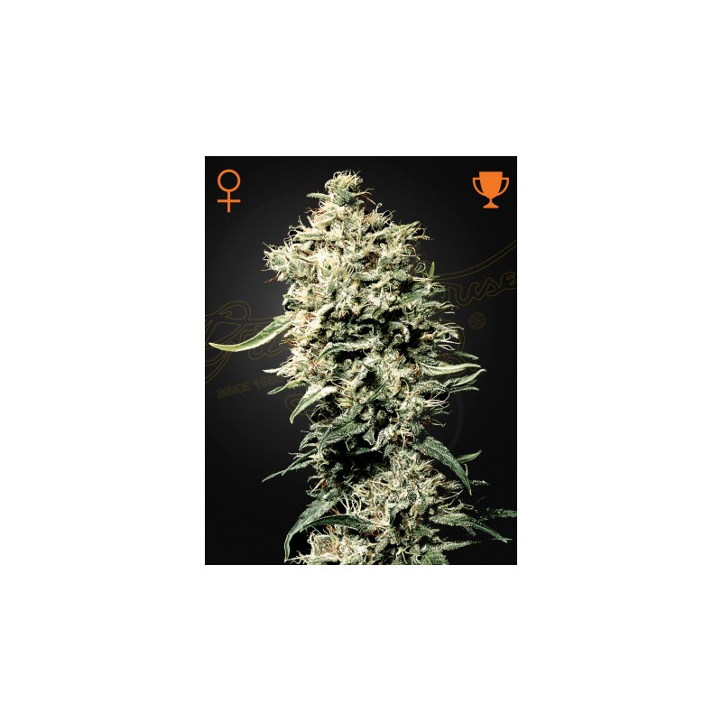 White Rhino White Rhino