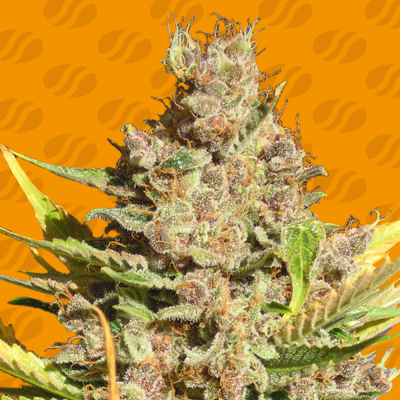 Alien Gorilla Alien Gorilla