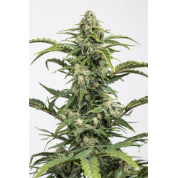 copy of Amnesia XXL Auto