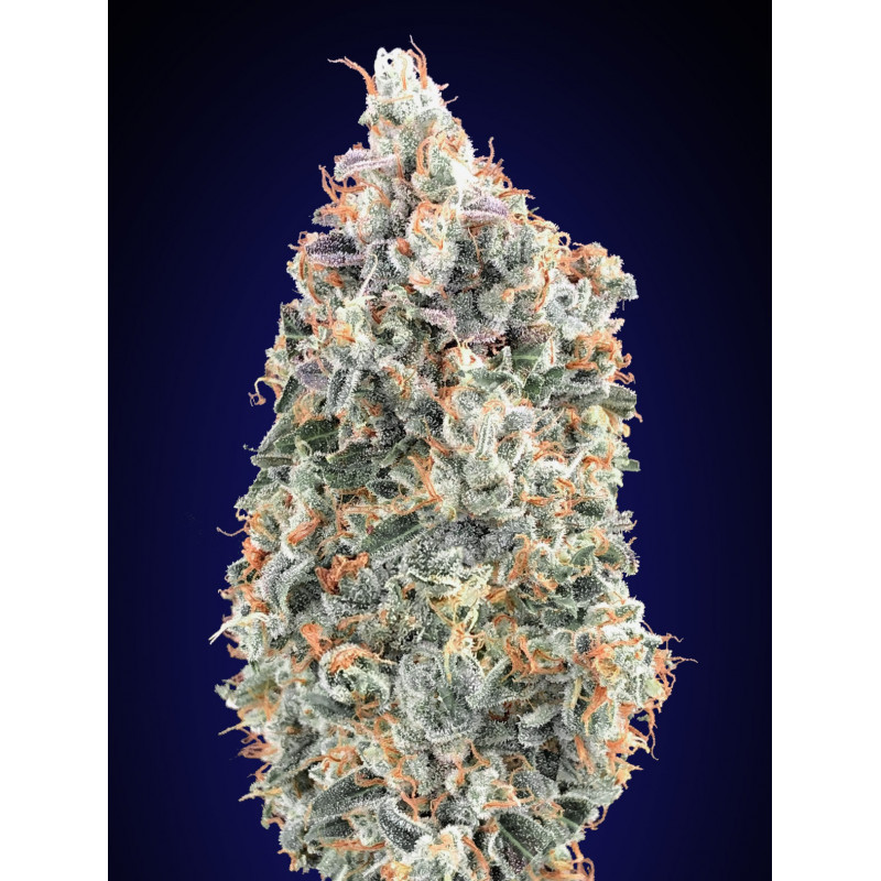 Blueberry Blueberry