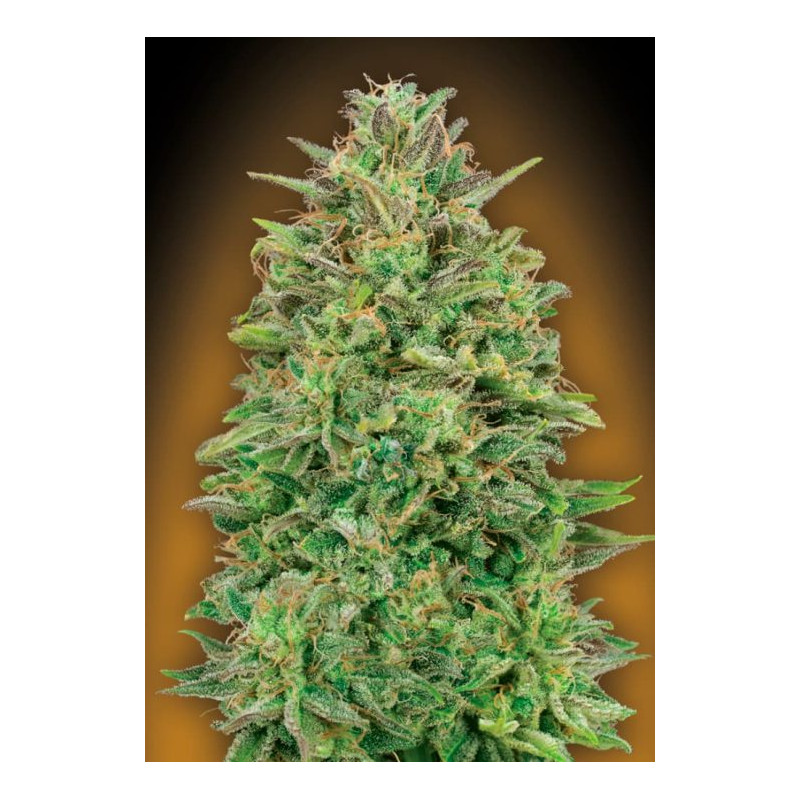 00 Skunk 00 Skunk