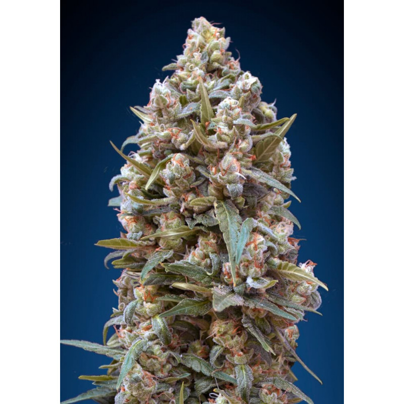 00 Kush Fast Version 00 Kush Fast Version