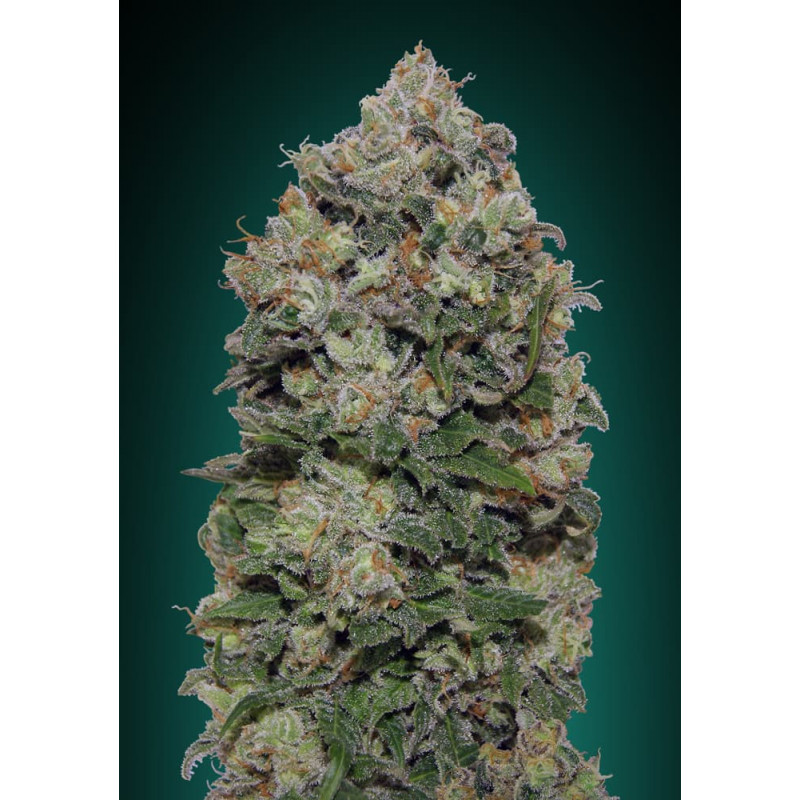 Northern Lights Northern Lights