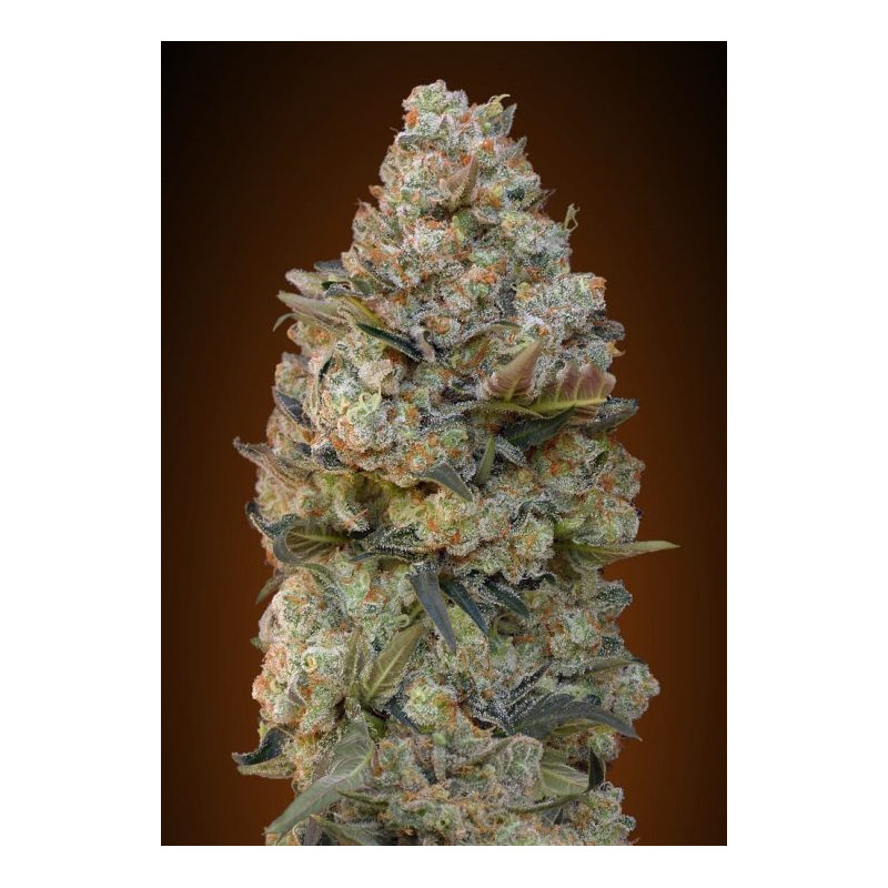 Chocolate Skunk Chocolate Skunk