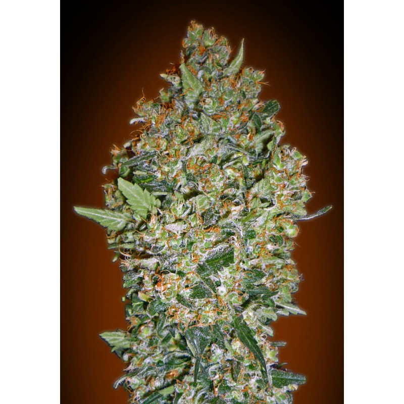 Cheese Berry Cheese Berry