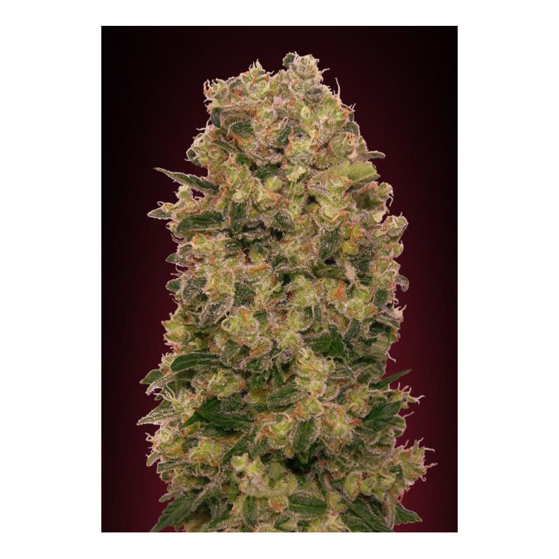 Caramel Kush Caramel Kush