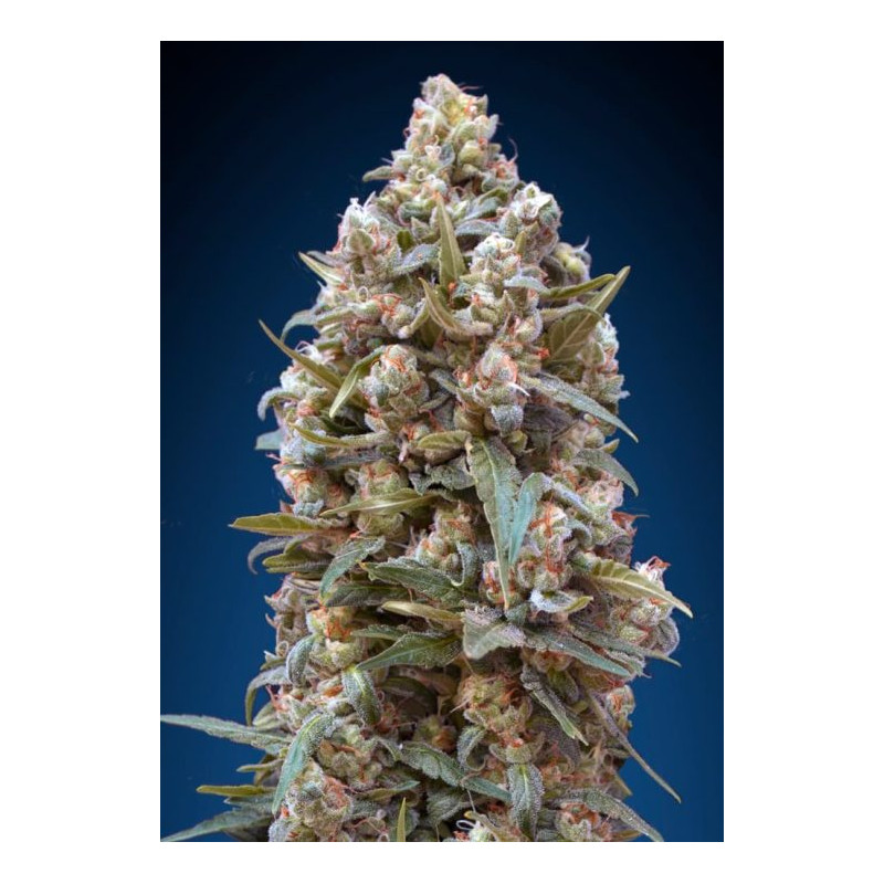 00 Kush 00 Kush