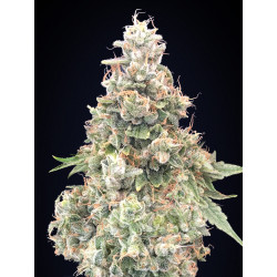 California Kush Fast Version