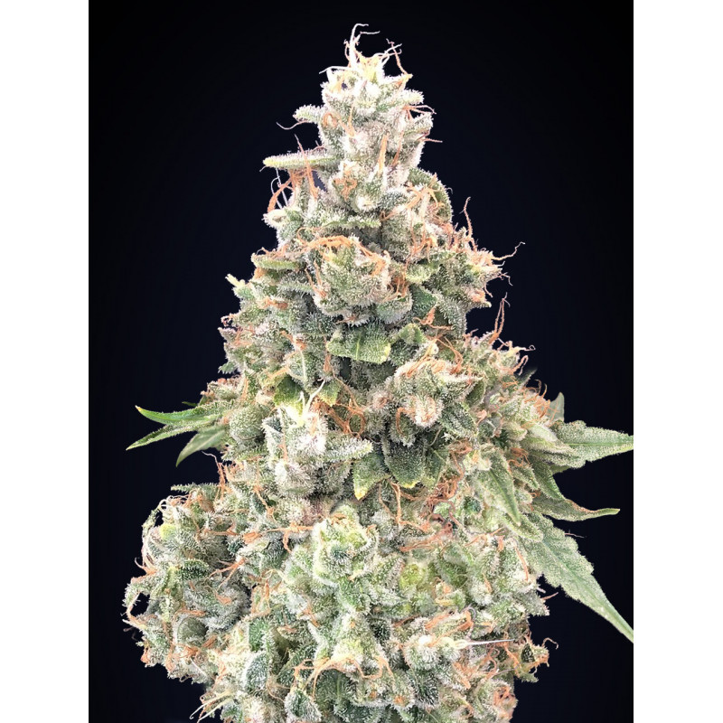 Chocolate Kush Fast Version Chocolate Kush Fast Version