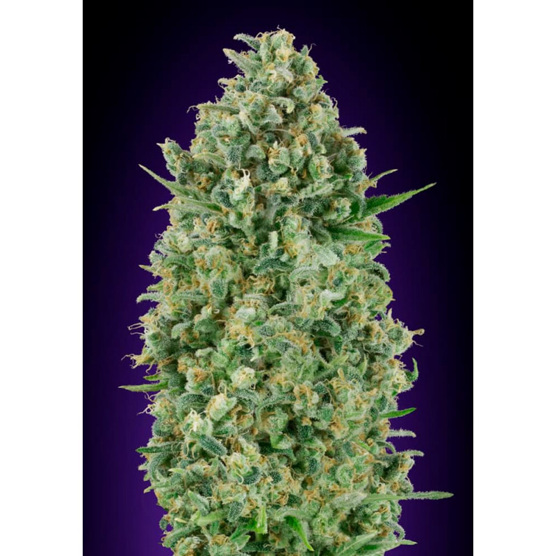 Critical Poison Critical Poison