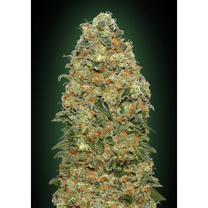 White Widow White Widow