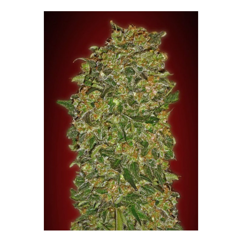 Chocolate Kush Chocolate Kush