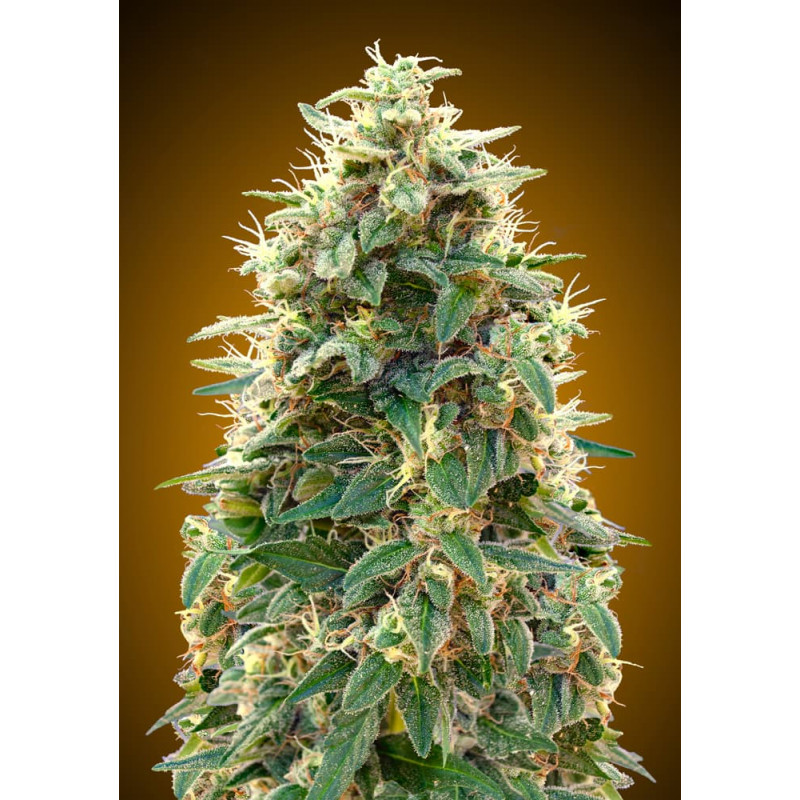 00 Cheese Auto 00 Cheese Auto