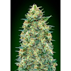 White Widow Auto