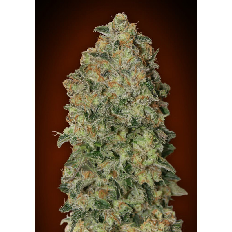 Chocolate Skunk Auto Chocolate Skunk Auto