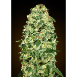 California Kush Auto