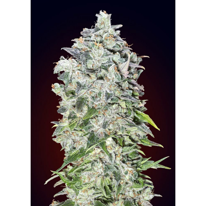 00 Kush Auto 00 Kush Auto