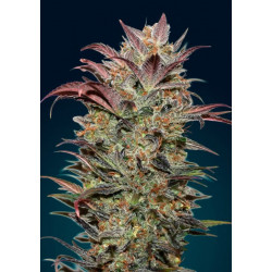 Cocolate Cream Auto