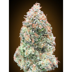 Cocolate Skunk XXL Auto