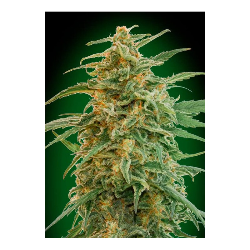 Gorilla Auto Gorilla Auto
