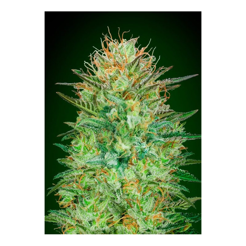 Sweet Critical Auto Sweet Critical Auto