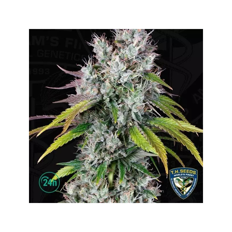 Underdawg OG Underdawg OG