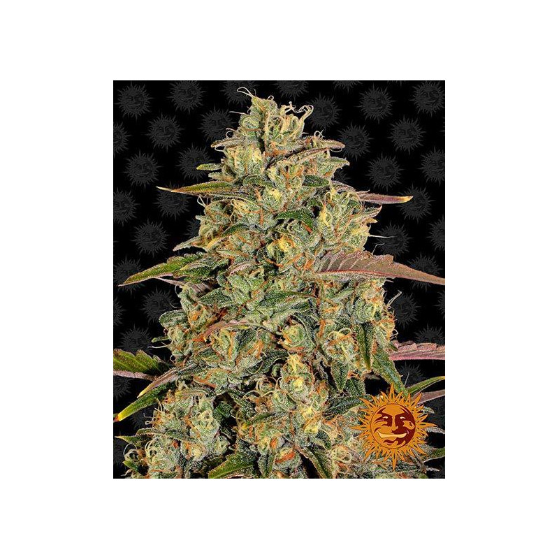 Amnesia Lemon Amnesia Lemon